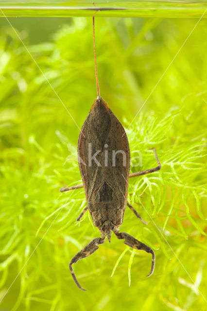 Waterschorpioen (Nepa cinerea)