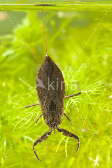 Waterscorpion (Nepa cinerea)