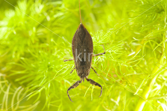 Waterscorpion (Nepa cinerea)