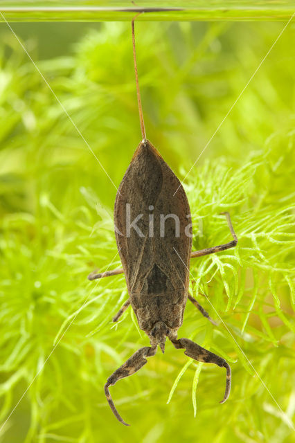 Waterscorpion (Nepa cinerea)