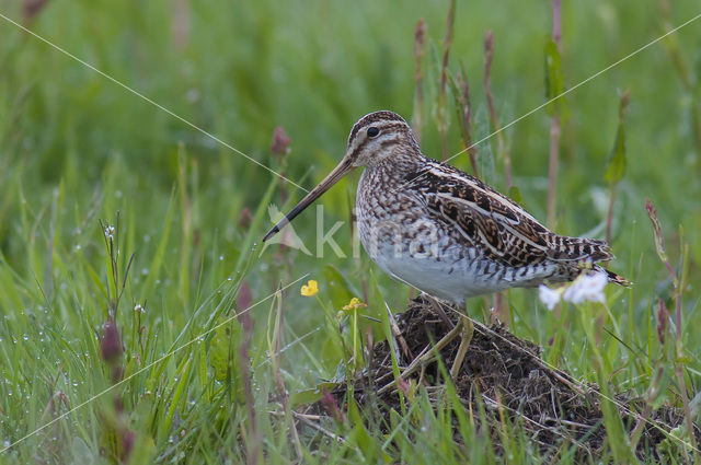 Common Snipe (Gallinago gallinago)