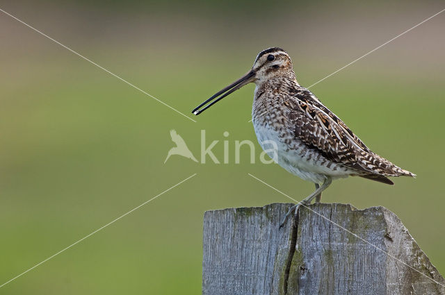 Common Snipe (Gallinago gallinago)