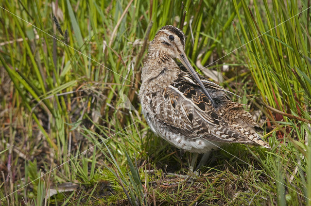 Common Snipe (Gallinago gallinago)