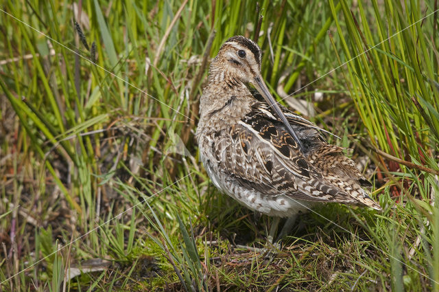 Watersnip (Gallinago gallinago)