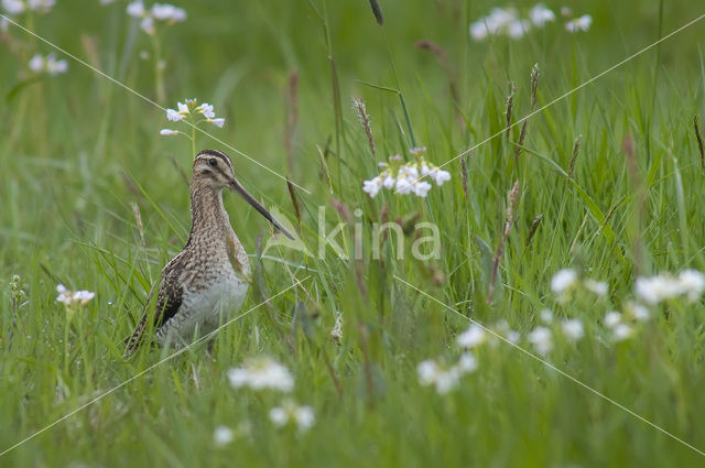 Common Snipe (Gallinago gallinago)