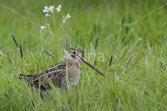 Common Snipe (Gallinago gallinago)
