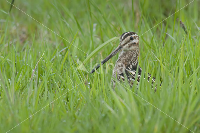 Common Snipe (Gallinago gallinago)