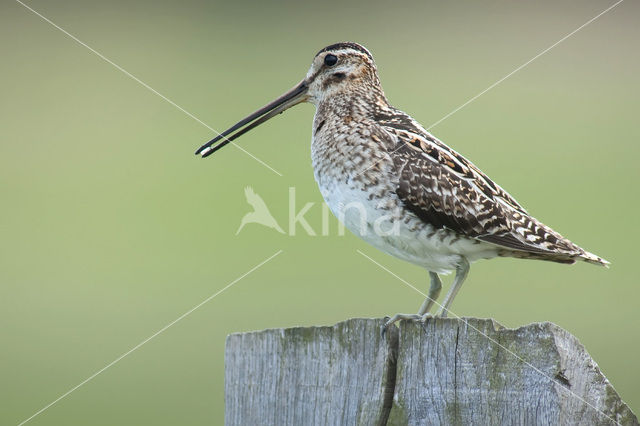 Common Snipe (Gallinago gallinago)