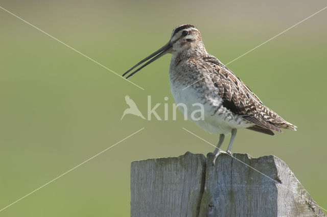 Common Snipe (Gallinago gallinago)