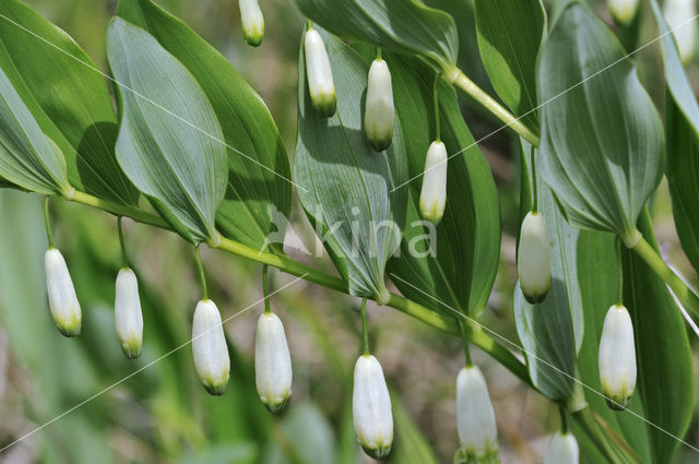 Angular Solomon’s seal (Polygonatum odoratum)