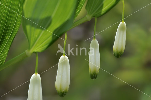 Angular Solomon’s seal (Polygonatum odoratum)