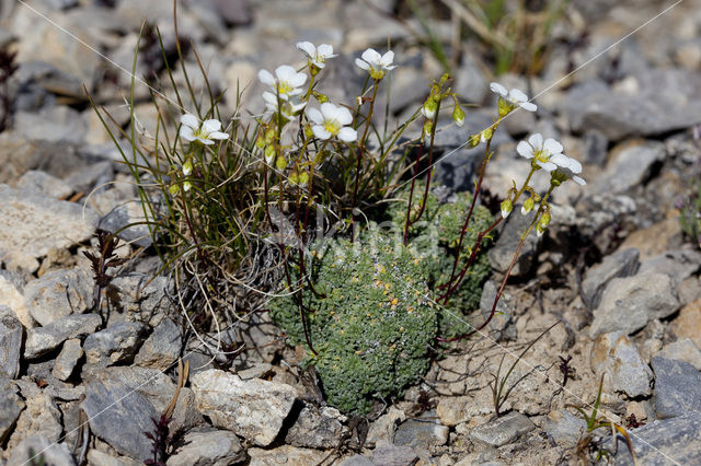 White Mountain saxifrage (Saxifraga paniculata)
