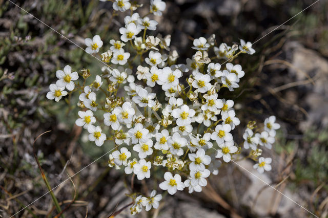 White Mountain saxifrage (Saxifraga paniculata)