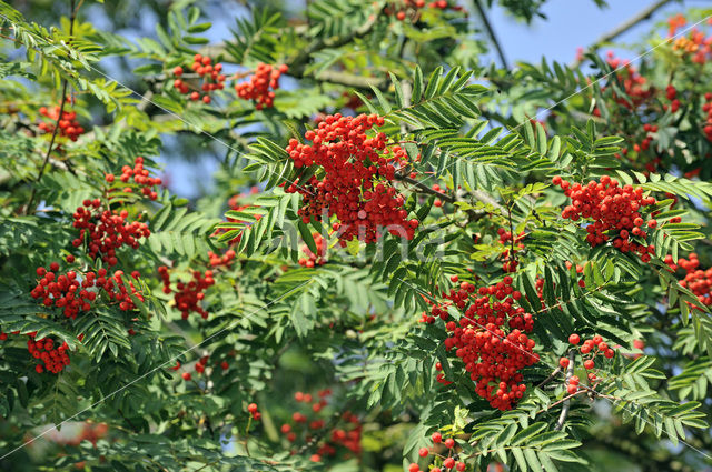 Wilde lijsterbes (Sorbus aucuparia)