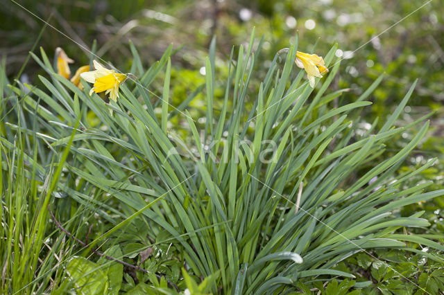 Wild Daffodil (Narcissus pseudonarcissus)