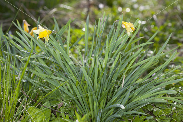 Wilde narcis (Narcissus pseudonarcissus)