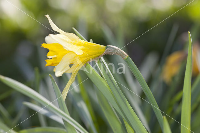 Wilde narcis (Narcissus pseudonarcissus)