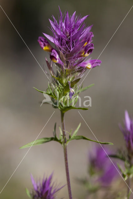 Wilde weit (Melampyrum arvense)