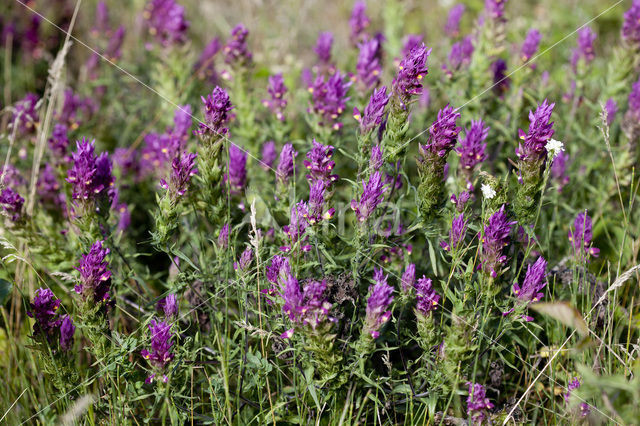 Field Cow-wheat (Melampyrum arvense)