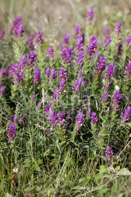 Field Cow-wheat (Melampyrum arvense)