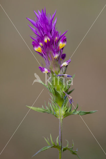 Field Cow-wheat (Melampyrum arvense)