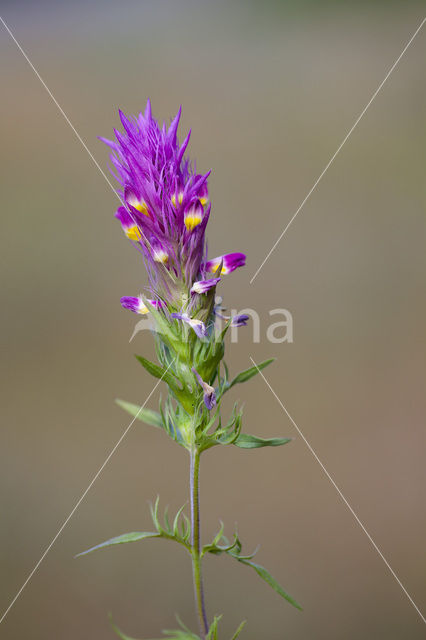 Field Cow-wheat (Melampyrum arvense)