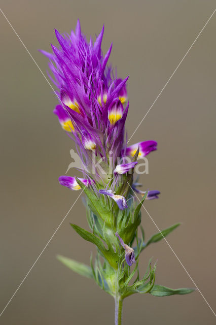 Field Cow-wheat (Melampyrum arvense)