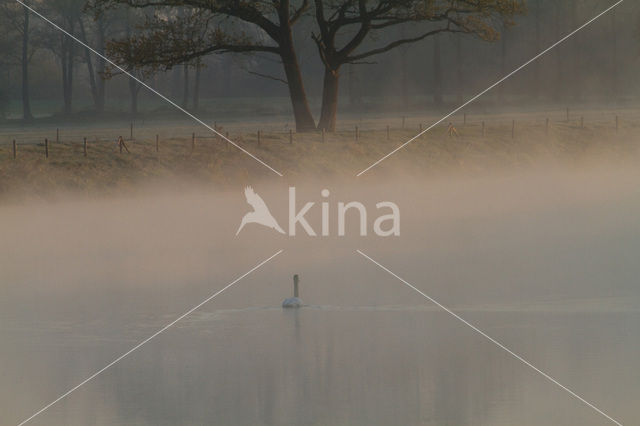 Whooper Swan (Cygnus cygnus)