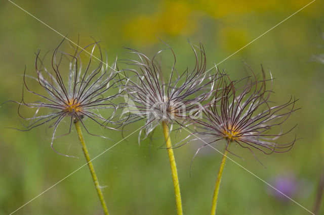 Pasqueflower (Pulsatilla vulgaris)