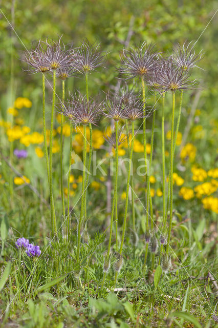 Wildemanskruid (Pulsatilla vulgaris)