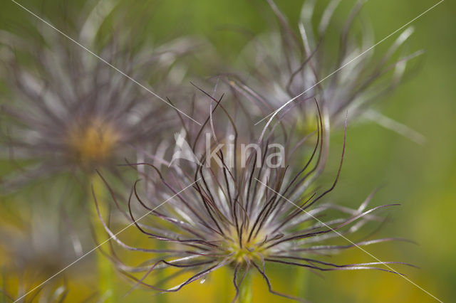 Wildemanskruid (Pulsatilla vulgaris)