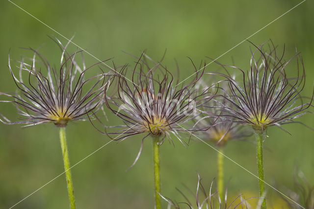 Pasqueflower (Pulsatilla vulgaris)