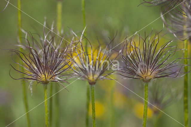 Pasqueflower (Pulsatilla vulgaris)