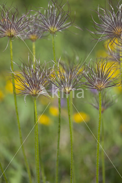 Wildemanskruid (Pulsatilla vulgaris)