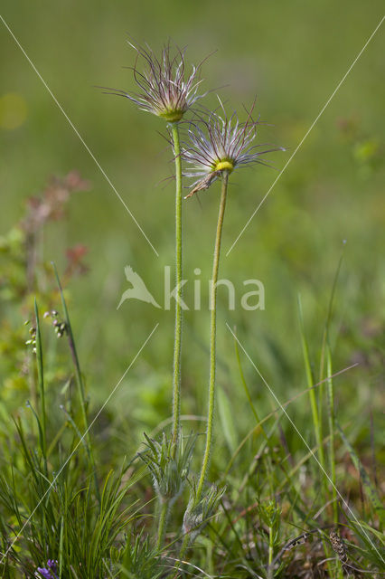 Wildemanskruid (Pulsatilla vulgaris)