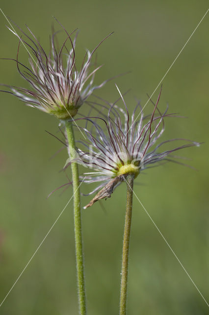 Wildemanskruid (Pulsatilla vulgaris)