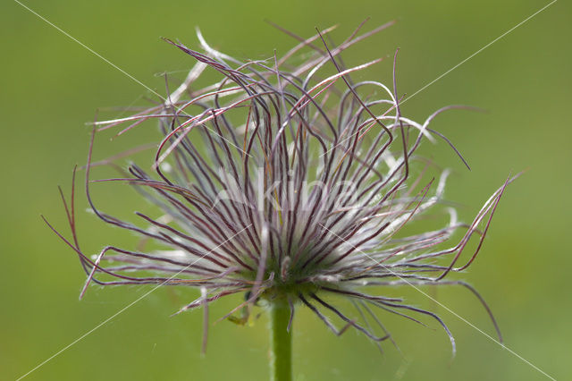 Pasqueflower (Pulsatilla vulgaris)