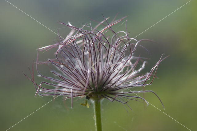 Pasqueflower (Pulsatilla vulgaris)