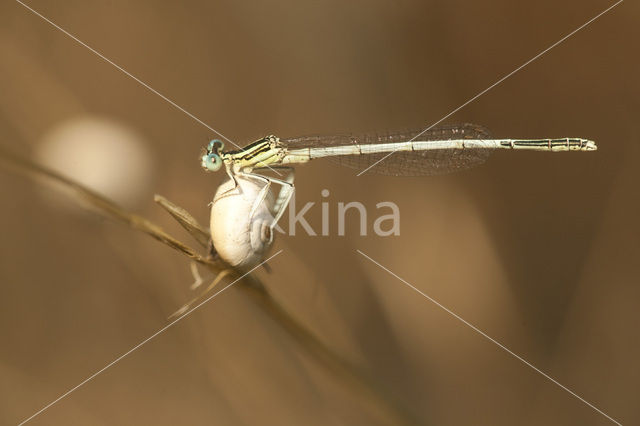 Platycnemis latipes
