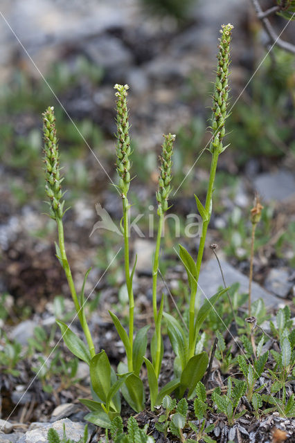 Witte muggenorchis (Pseudorchis albida)