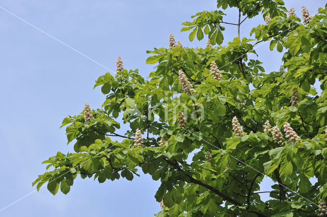 Witte paardenkastanje (Aesculus hippocastanum)