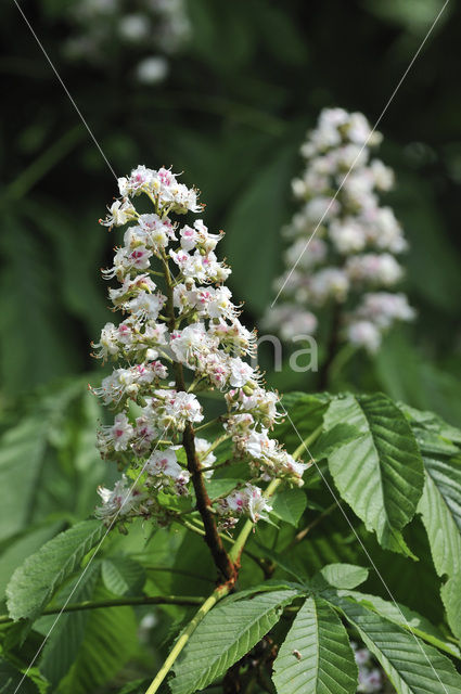 Horse-chestnut (Aesculus hippocastanum)