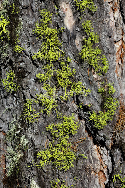 Wolf lichen (Letharia vulpina)