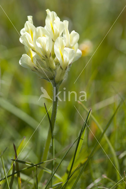 Woolly milkvetch (Oxytropis pilosa)