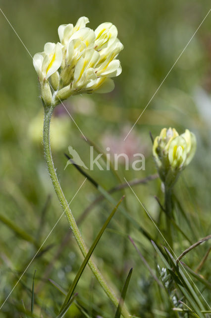 Woolly milkvetch (Oxytropis pilosa)