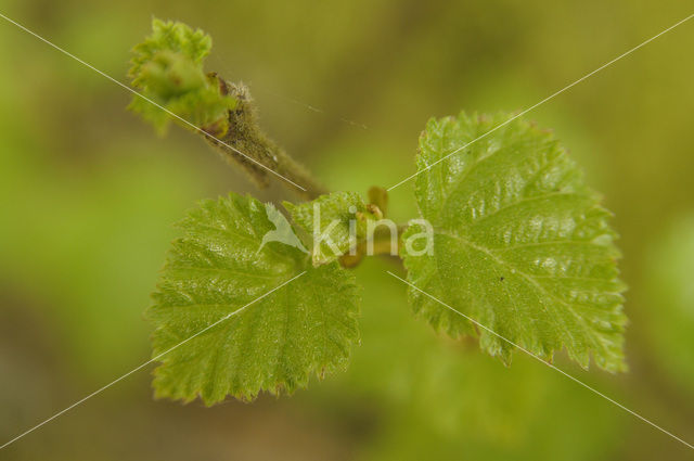 Downy Birch (Betula pubescens)