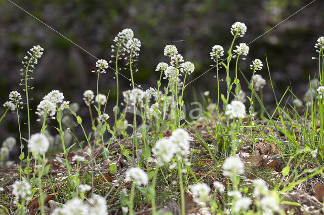 Alpine Pennycress (Thlaspi caerulescens)