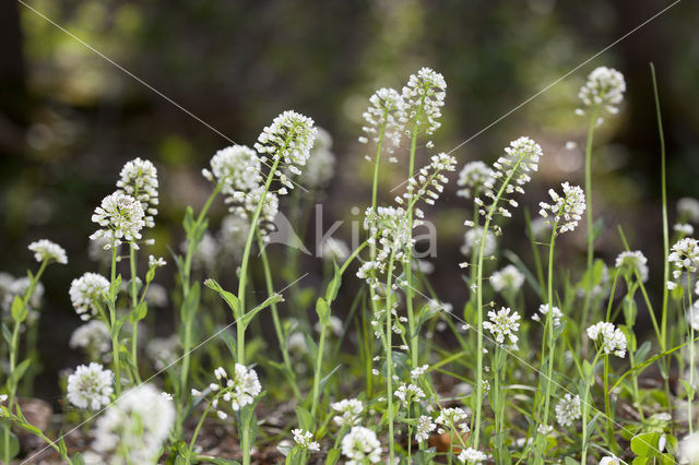 Zinkboerenkers (Thlaspi caerulescens)