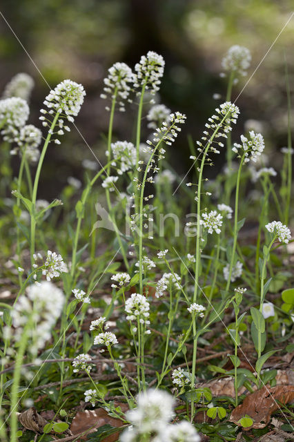 Zinkboerenkers (Thlaspi caerulescens)