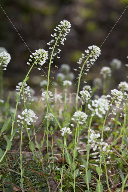 Alpine Pennycress (Thlaspi caerulescens)